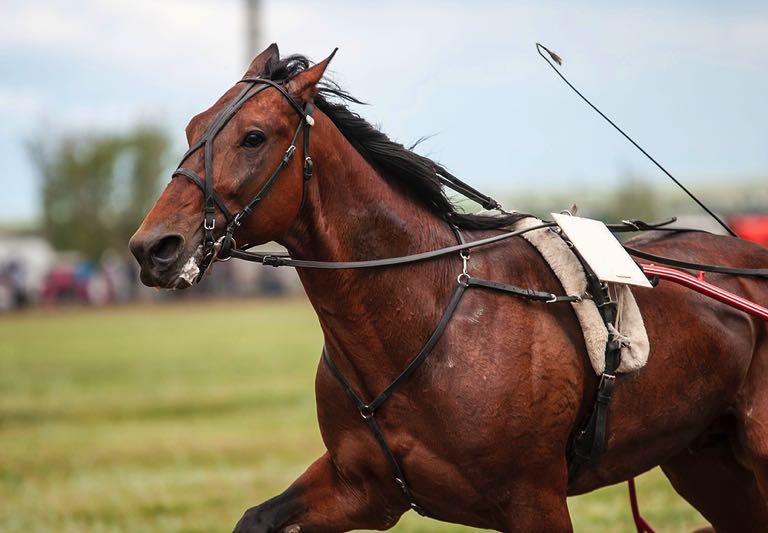 Race horse